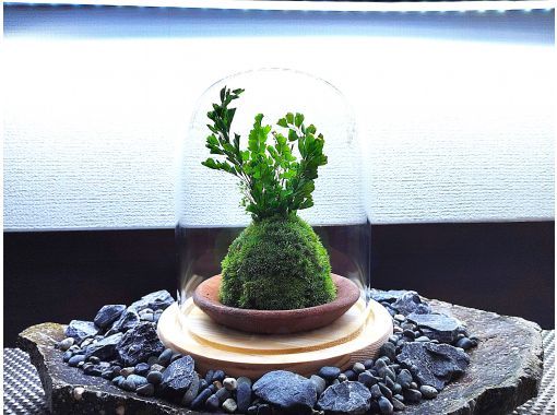 【新宿☆new苔玉】苔で奏でる空間⭐お洒落ガラスドーム(苔玉)の画像
