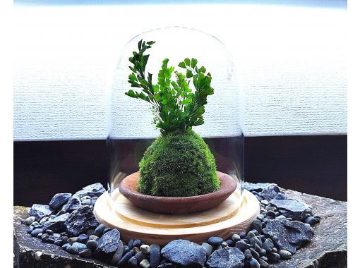 【新宿☆苔で彩る空間】お洒落ガラスドーム☆苔玉の画像