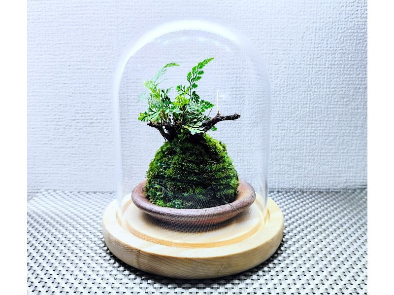 [东京新宿]用天然苔藓装饰房间☆时尚的玻璃（木炭和天然石材）苔藓球の紹介画像