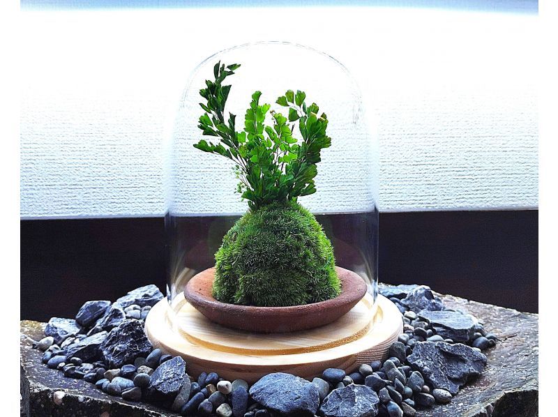 [Tokyo Shinjuku] Decorate your room with natural moss ☆ Stylish glass (charcoal and natural stone) moss ballの紹介画像
