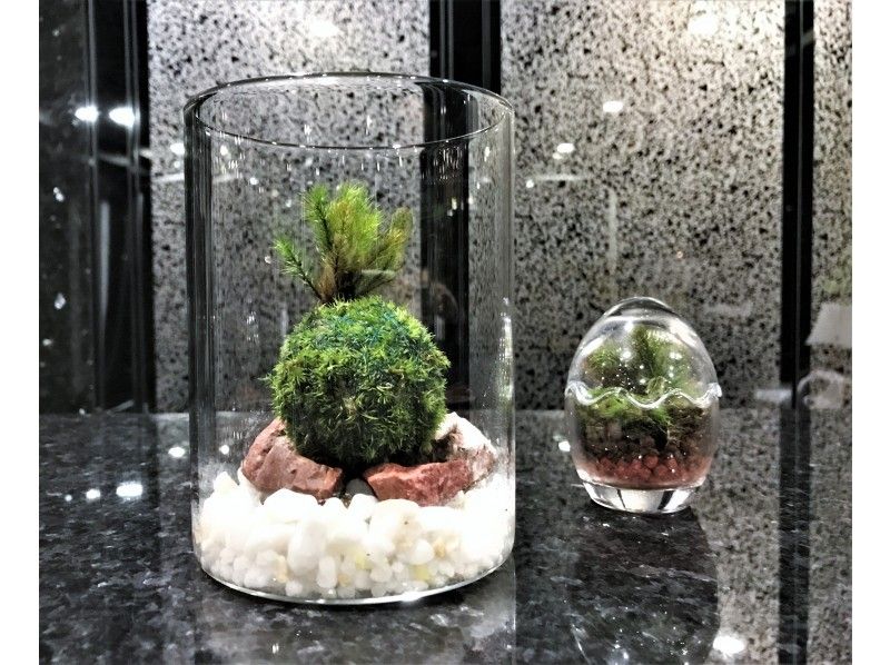 【東京・新宿】癒しの天然苔をお部屋に！お洒落グラス(炭片・自然石で彩る)苔玉