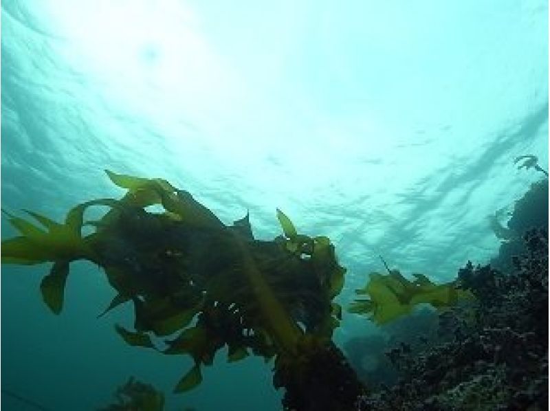 【神奈川・三浦】人気のSUP体験＆スノーケリングで海の中をのぞいてみよう！[2時間]