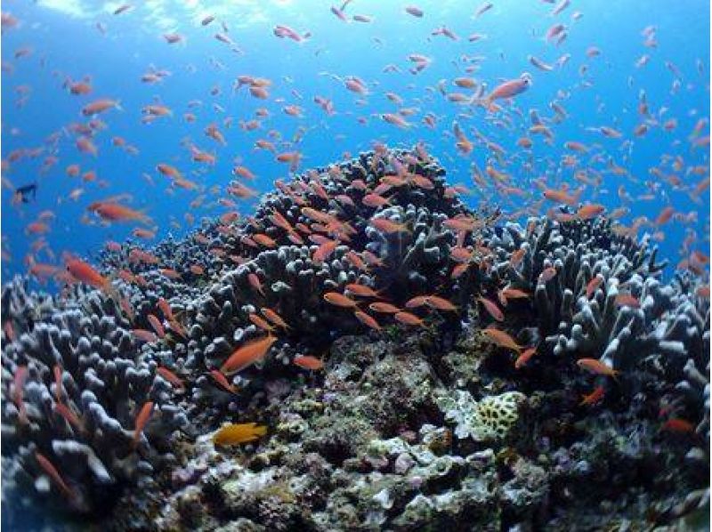 everyone can enjoy two boat snorkel half day course am or pm at