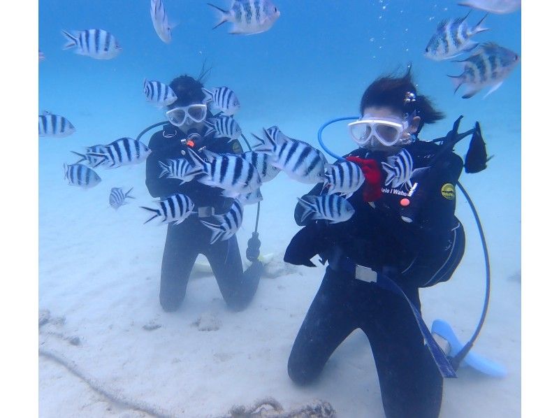 1組貸切【沖縄北部・ゴリラチョップビーチ体験ダイビング】透明度抜群の沖縄の海で初心者体験ダイビング！