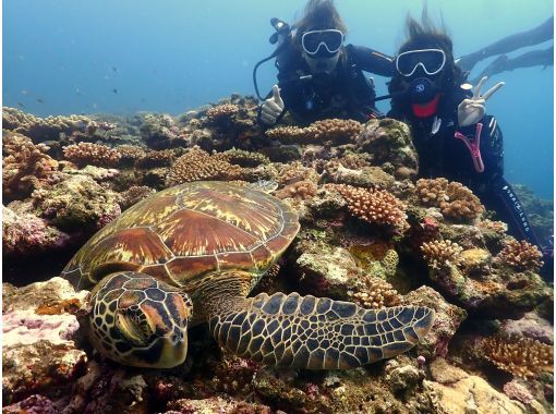 [Ishigaki Island, Kabira] Kabira's proud coral fields + the longed-for manta ray dive! See turtles and manta rays up close! Luxury experience 2 dive courseの画像