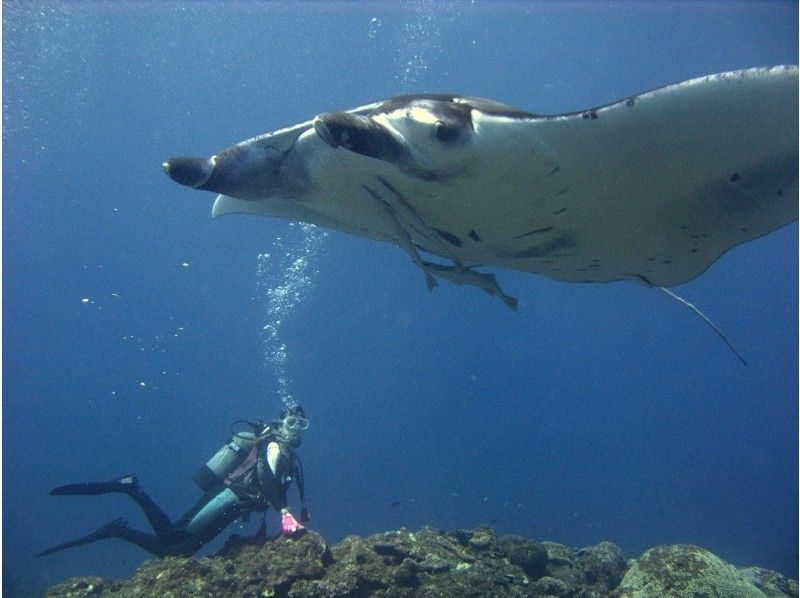【沖縄・石垣島】ディスカバースクーバダイブ(体験2dive)(8:30-15:00)