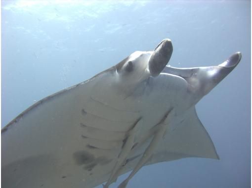 Super Summer Sale 2024 [Ishigaki Island, Kabira] Only in Kabira! Turtles and the manta rays are so close and impressive! Basic 2 morning dive courseの画像