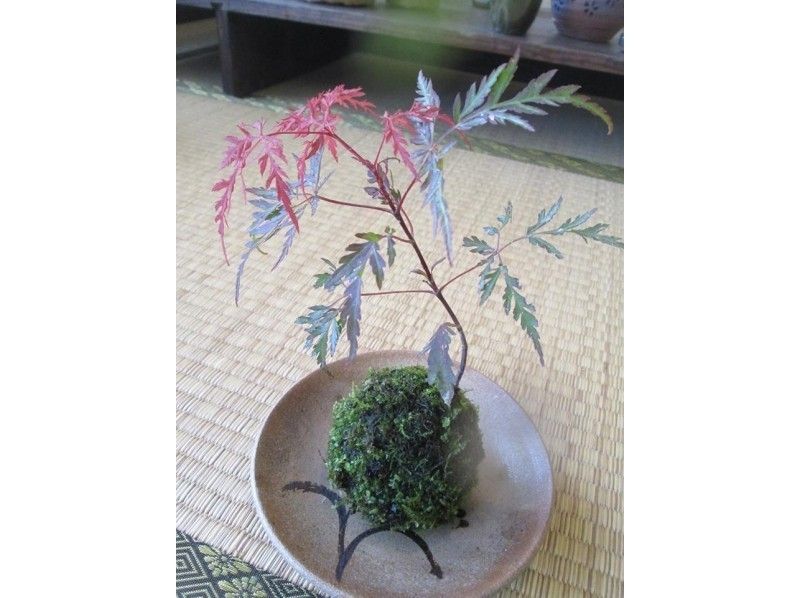 【佐賀・唐津】ころんとかわいい苔玉づくりを体験！癒しのひとときを