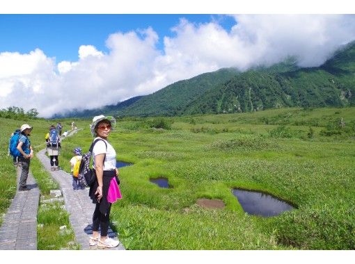 [Toyama/ Tateyama] Tateyama tour (Midagahara course) Wetland guide walk to observe alpine plants and butterfliesの画像