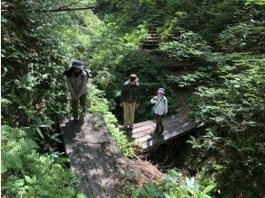 [富山/立山]在立山周围徒步旅行（Bijodaira路线）在立山雪松大树和山毛榉森林漫步森林の画像