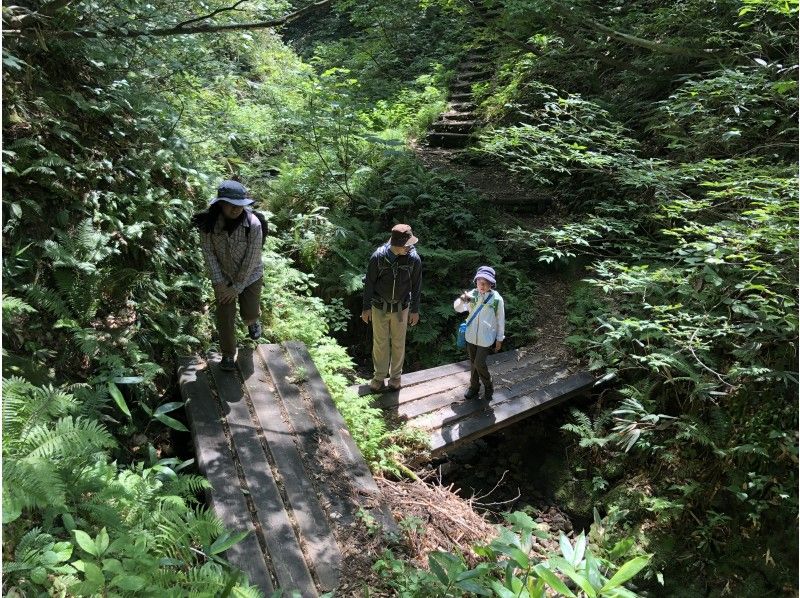 【富山・立山】立山めぐりトレッキング（美女平コース）立山杉の巨木やブナ林で森林浴ガイドウォークの紹介画像