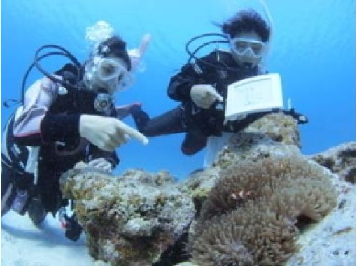 [โทจิกิ・ อุสึโนมิยะ】ประสบการณ์ในทะเลดำน้ำค้นพบ Scubaดำน้ำ)の画像