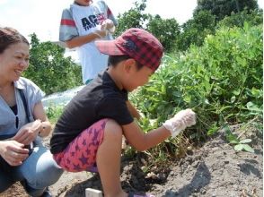 【佐賀・佐賀市】自分で収穫して、茹でたてを食べられる!ピーナッツ収穫体験の画像