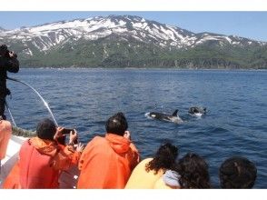 [Hokkaido Shiretoko] You can meet whales and dolphins in the natural sea! Unexperienced Cruising trip