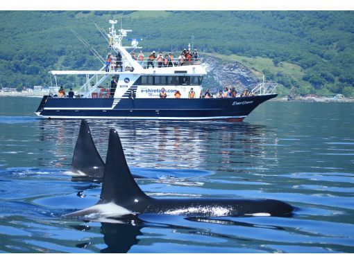【北海道・知床】大自然の海でクジラやイルカに出会える！未体験のクルージングの旅への画像