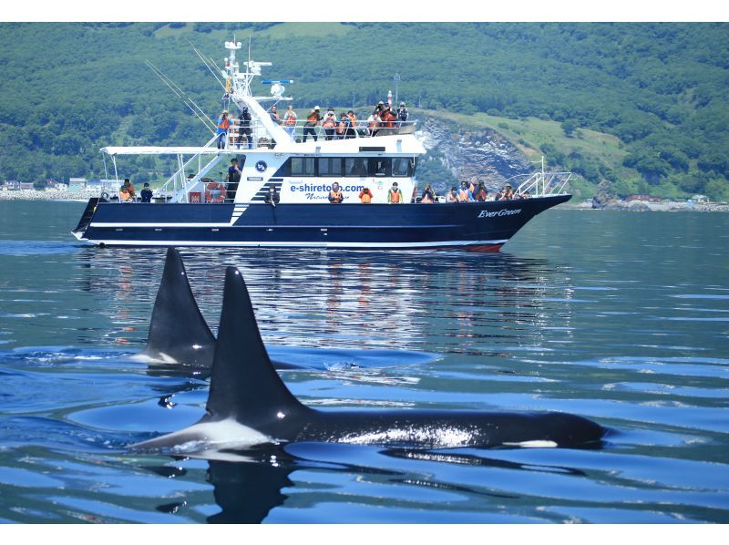 Hokkaido Shiretoko] High Encounter Rate Whale and Dolphin Watching