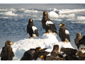 [Hokkaido Shiretoko] Feel free to experience! Drift ice Cruising& bird watching (13:00 departure / 1 hour course)