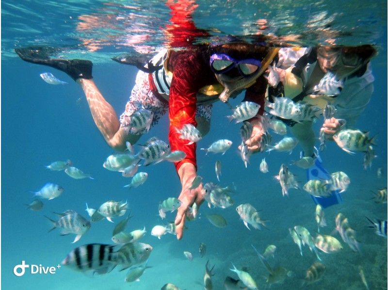 [沖繩/碧瀨] 很多美麗的珊瑚和魚♪推薦給家庭的浮潛計劃！ !!の紹介画像