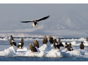 【北海道・知床】冬の知床で圧巻の風景に出会う。流氷クルージング&バードウォッチング 撮影コースの画像