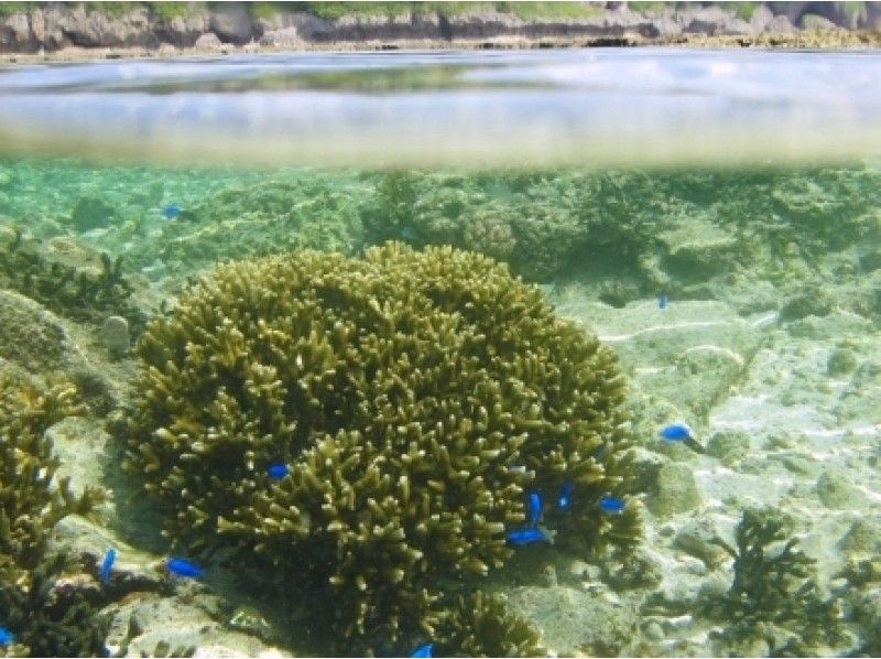 生き物探しリーフトレッキング！ 「サンゴ礁の海」で生物学をエンジョイ！