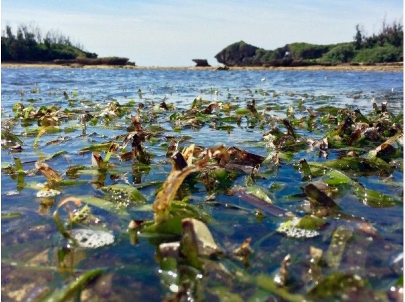 干潟は「ヘンな生き物」の宝庫。沖縄の海の生き物の宝庫を訪ね歩いてみよう！