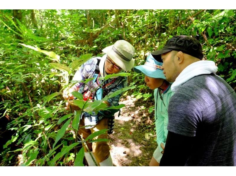 やんばる山トレッキング !植物・昆虫をじっくり観察しながら、季節の山を歩く