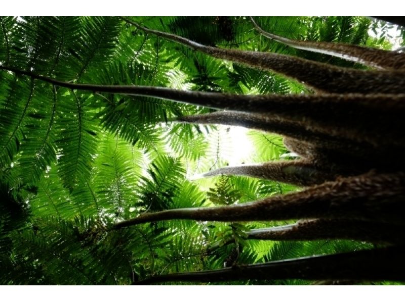 やんばる山トレッキング ！亜熱帯林の景観にどっぷり浸りつつ、昆虫や植物を観察
