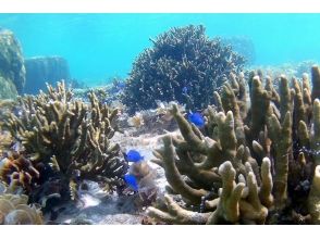 【沖縄・糸満】手ぶらでお手軽体験o O すいすいスノーケリング o O 2名様から催行!の画像