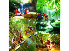 【世界遺産 西表島 半日】日本最大級仲間川マングローブSUP・カヌー秘境ジャングル探検クルーズ【ツアー写真データ無料】