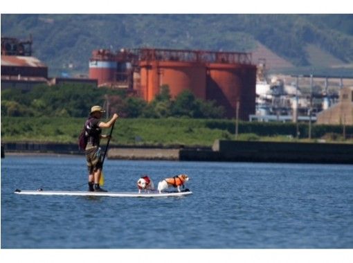 [Shizuoka/Shimizu 】 With your dog! SUP (Stand Up Paddle) Lessonの画像