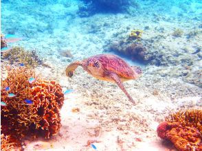 [★SALE! ★] Beginner-friendly snorkeling tour at John Man Beach, a natural aquarium with sea turtles and clownfish ☆ Transportation included ☆ Feeding experience ☆
