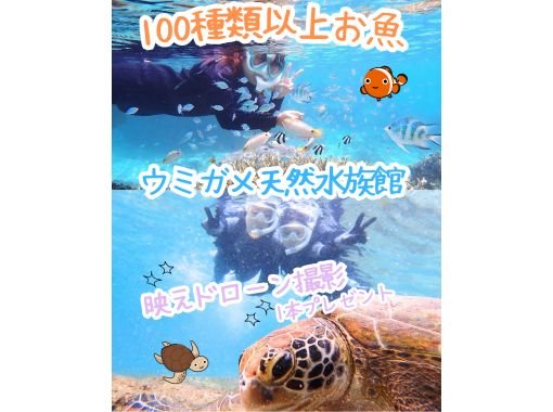  【送迎可・初心者向け・3～70歳】☆100種類以上お魚＆ウミガメがいる天然水族館シュノーケリング☆ｌ当日・直前予約OKｌドローン撮影付きの画像