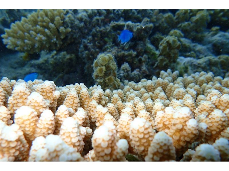 【沖縄・石垣】幻の島&シュノーケル&青の洞窟&星砂探索(1組限定貸し切り)