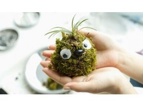 【島根/松江・島根半島】3月1日〜10月限定 手のひらサイズのかわいい「こけだま君」作り体験の画像