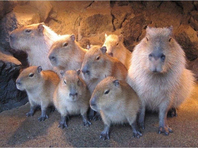 【静岡・伊東】★カピバラもリフトも★A2-シャボテン公園＆ダウンヒルサイクリング一碧湖コース[半日]