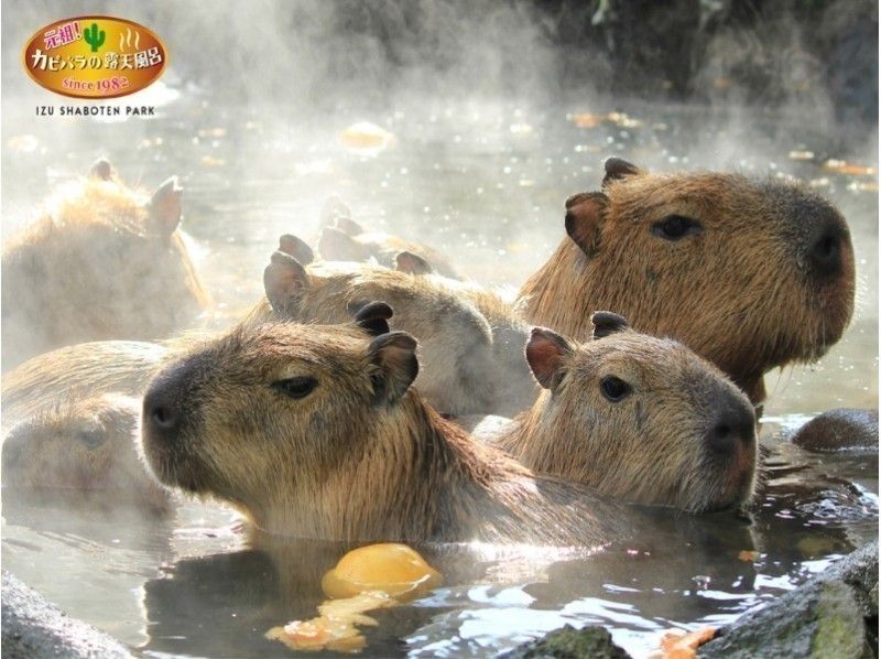 [ชิซูโอกะ・ Ito] ★ Capybara and lift ★ A2-Cactus Park และคอร์สขี่จักรยานลงเขา Lake Ichijo [ครึ่งวัน]の紹介画像