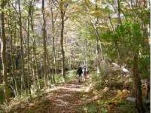 [Iwate/ Tanohata] Walk through the expressive forest on the cliff! Kitayamazaki cliff trekking (2 hours 30 minutes)