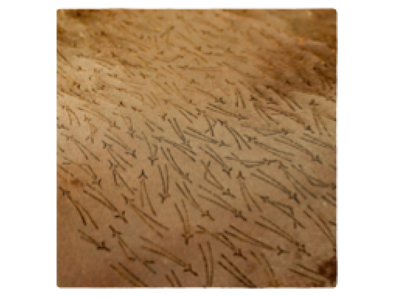 【京都・大原・染物体験】ハガキを型染！「柿渋染」体験プラン