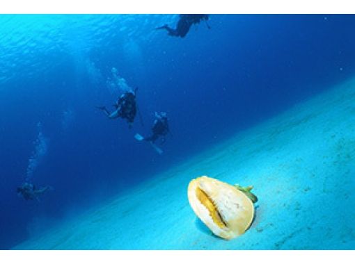 [오키나와·나하팬다이빙】 동경의 케라마 (찌비시) FUN다이빙반나절 계획の画像