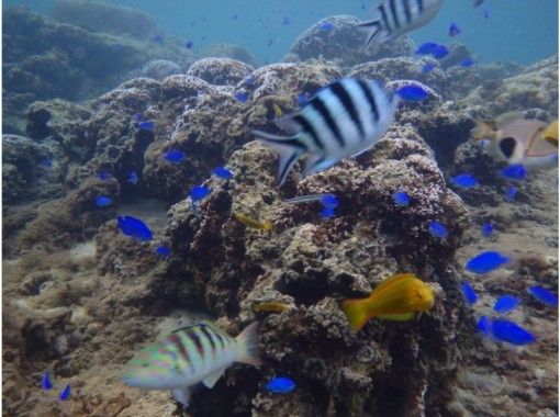 【 冲绳 ·恩纳村】 深潜热带鱼的过程の画像