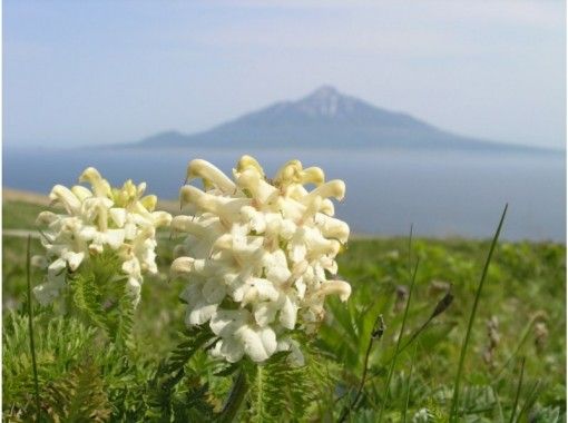 【홋카이도· 레 분도] 플라워 코스 가이드 '꽃 가이드 · 도암 전망 코스'가이드 안내 ·송영있음の画像