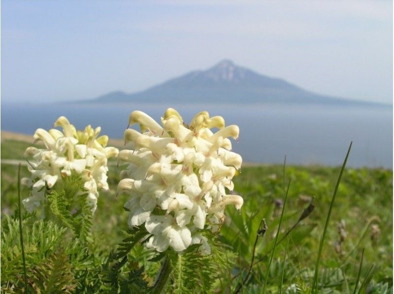 【北海道・礼文島】フラワーコースガイド(お花ガイド・桃岩展望コース)