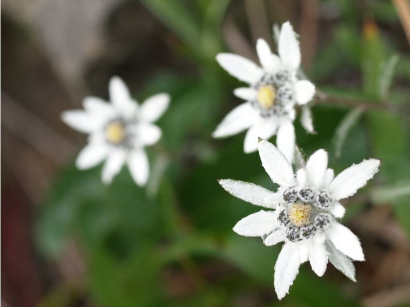 【北海道・礼文島】歌にも歌われた可憐な花「ウスユキソウ群生地コース」お花ガイド同行・送迎付き！の紹介画像