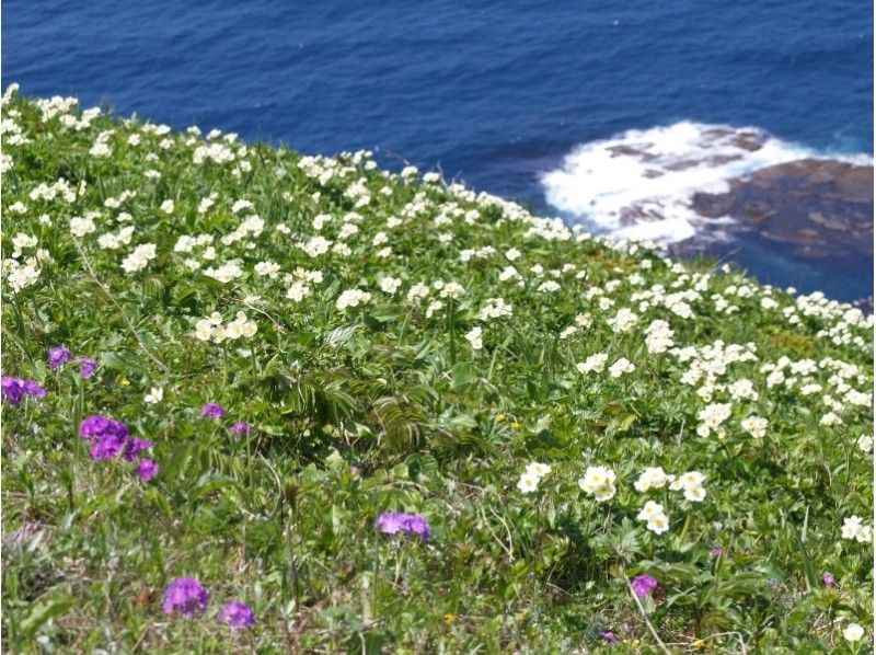 [เกาะฮอกไกโดRebun] เพลิดเพลินกับดอกไม้ยามเย็นบนเกาะ Rebun! "เส้นทางเดินเล่นยามเย็น" พร้อมมัคคุเทศก์ดอกไม้และรถรับส่ง!の紹介画像