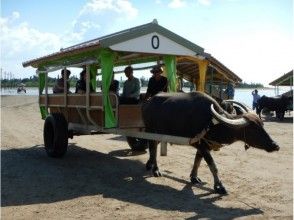 【沖縄・西表島】迫力のピナイサーラの滝!カヌー&トレッキング+憧れの由布島 水牛車1日ツア-の画像