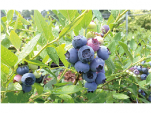 [Gifu Ena] unlimited time! Blueberry hunting of all-you-can-eatの画像
