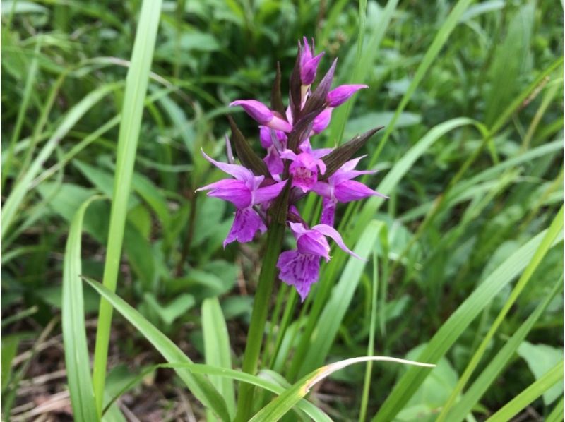 【長野・霧ヶ峰】季節の花々や景色をゆったりと楽しむ〔霧ヶ峰ハイキング〕