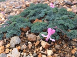 [Nagano/ Ikenohira Marsh] Growing popularity! Slowly appreciate the plants blooming in the marshland! Pond Plains Marsh Flower Hikeの画像