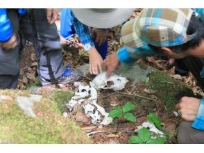 [長野/ Tateshina]有點怪異和有趣！跟隨生活在山上的動物的踪跡！動物追踪の画像