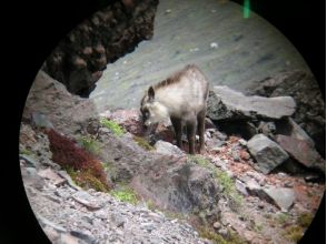 [Nagano Tateshina] Let's look for antelopes while walking in the mountains! Antelope trekkingの画像